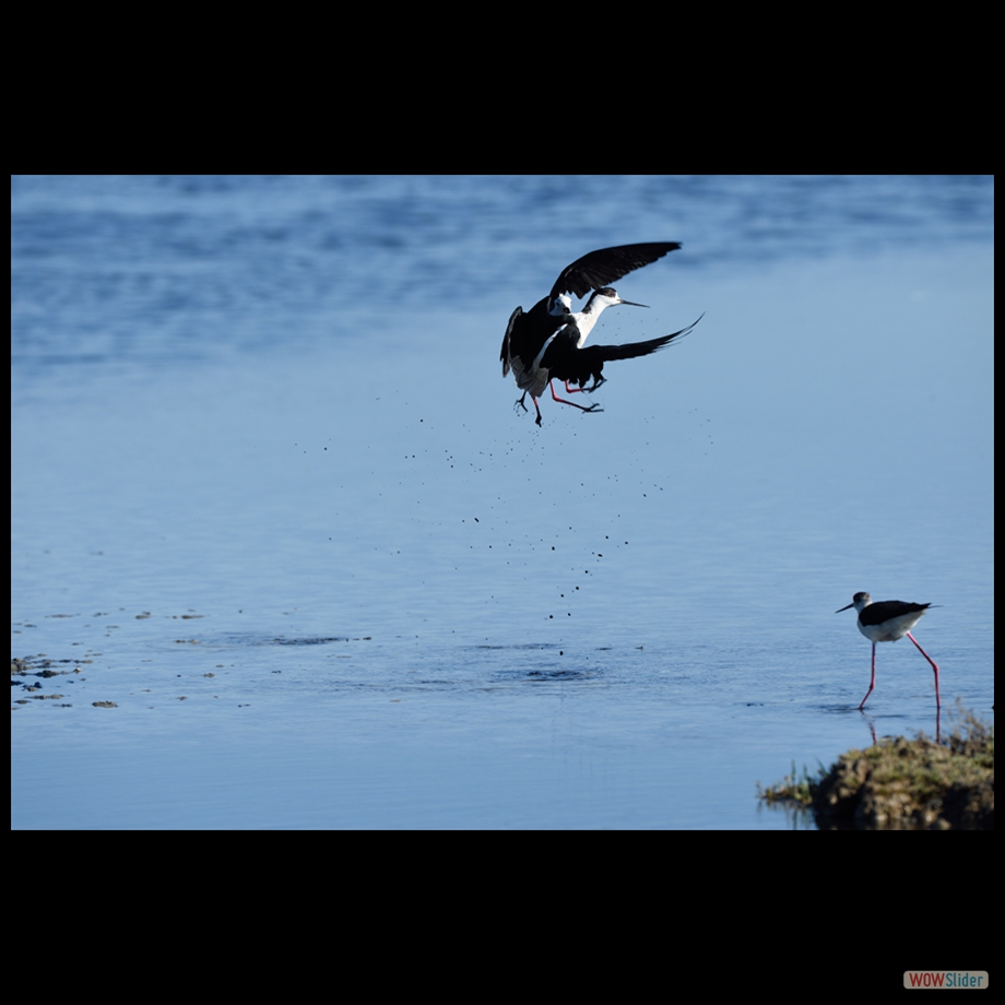 DSC_4813 a