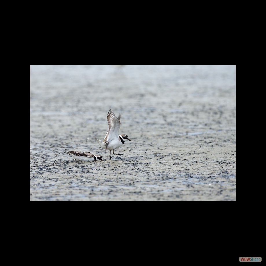 DSC_5455 a