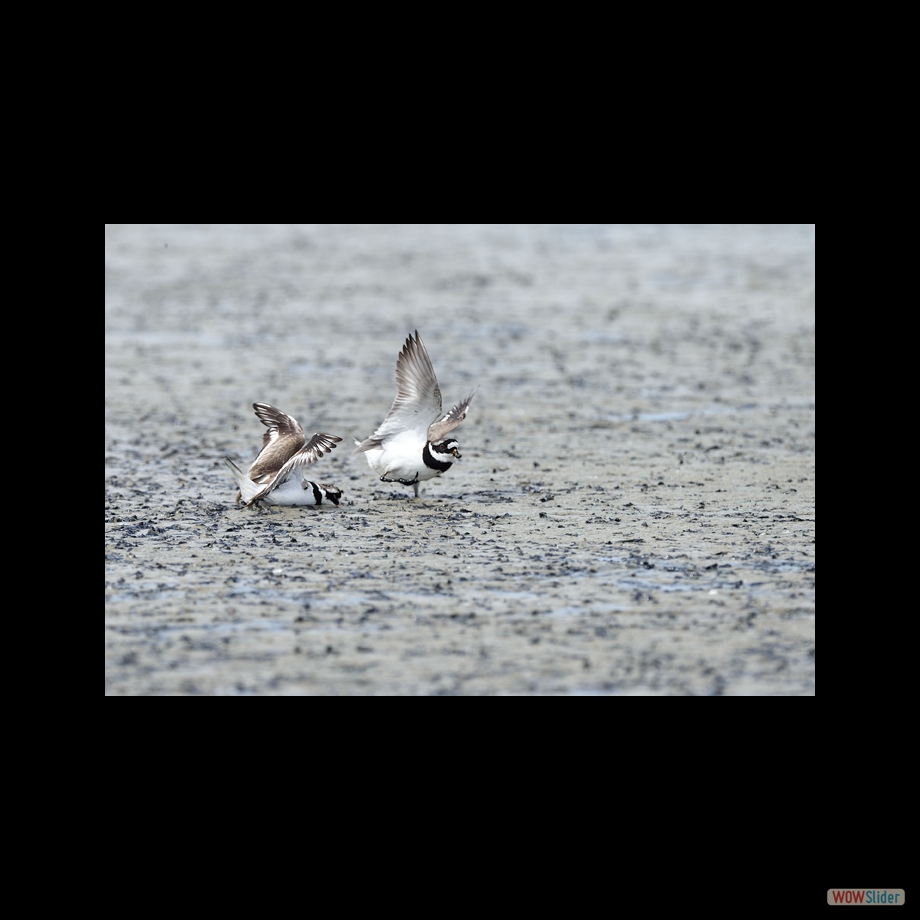 DSC_5458 a