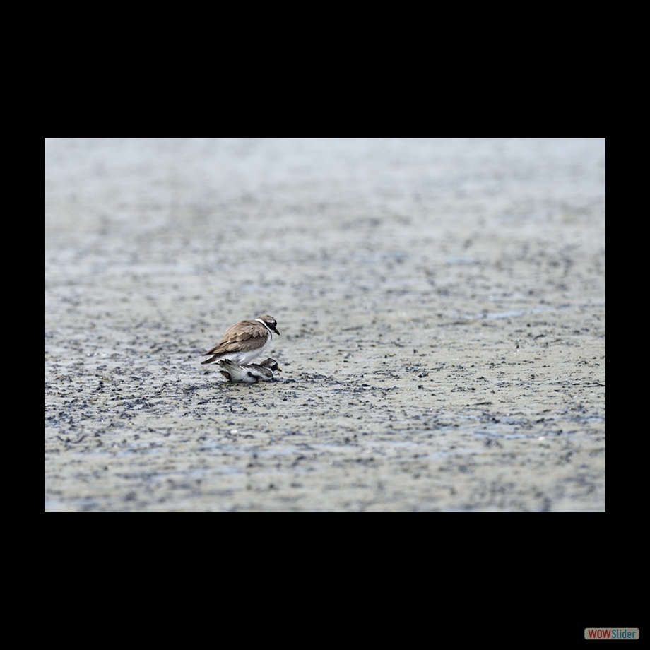 DSC_5474 a