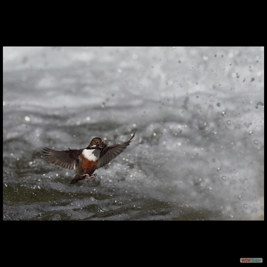 DSC_2419 a a