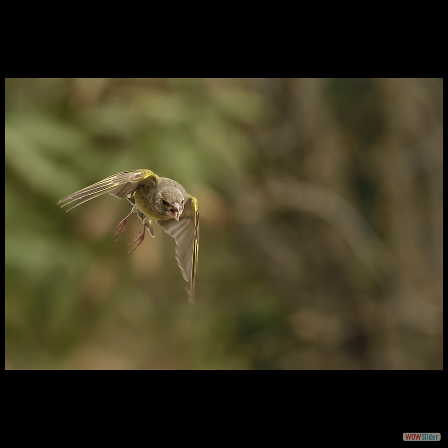 DSC_0802 a a