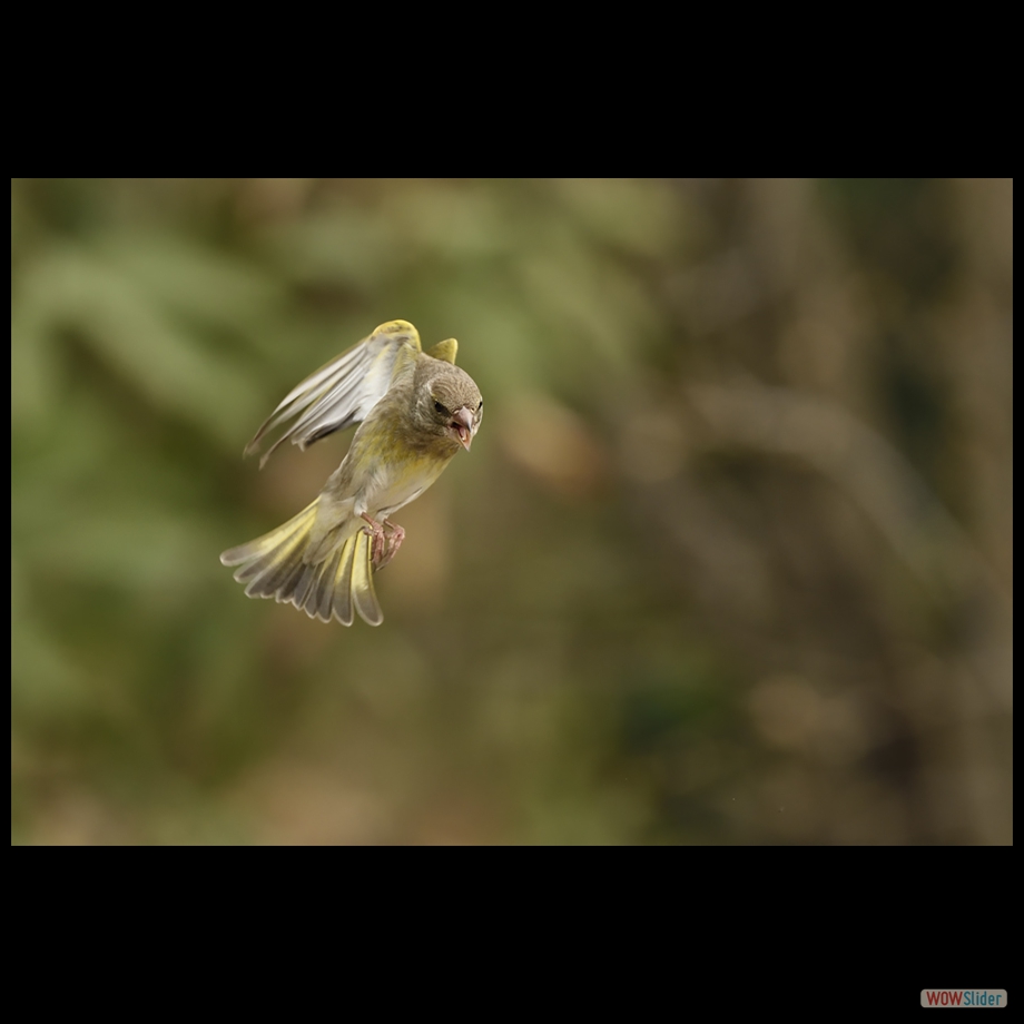DSC_0803 a a