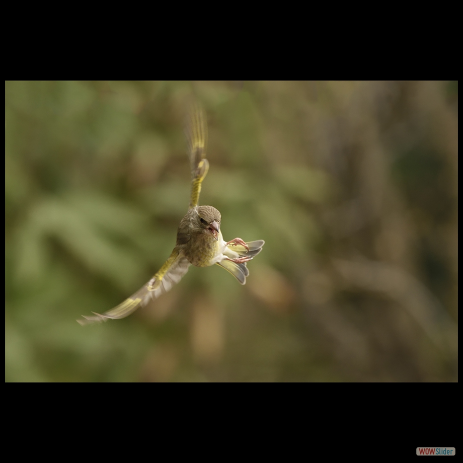 DSC_0804 a a