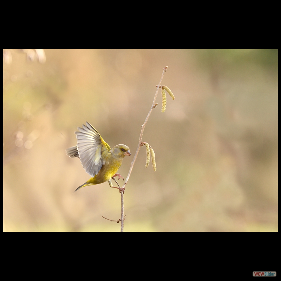 DSC_6895 a