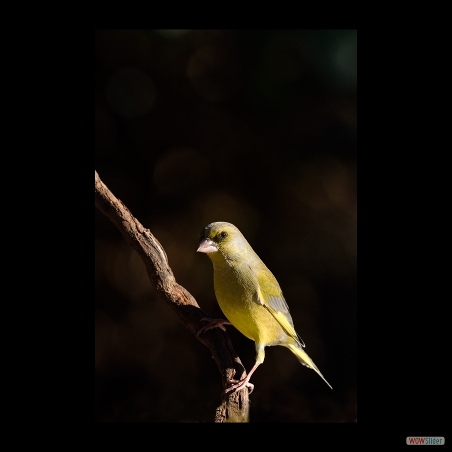 DSC_9461 a