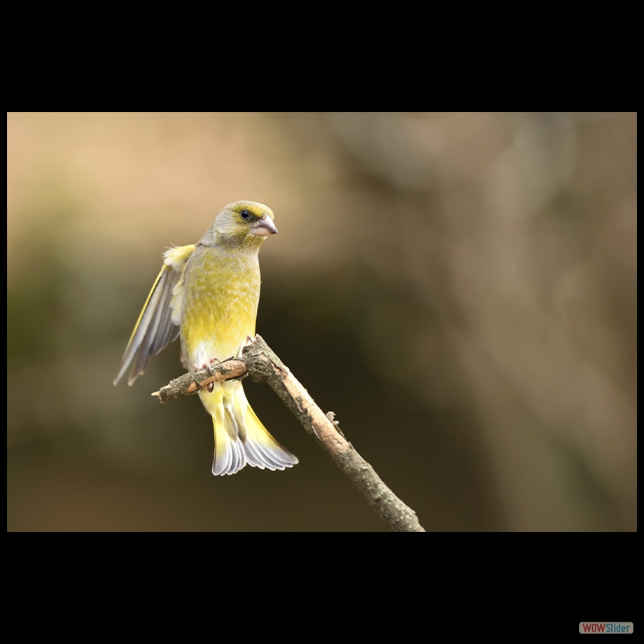 DSC_9551 a a