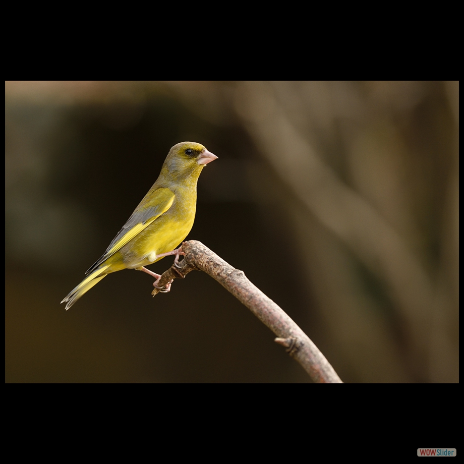 DSC_9569 a