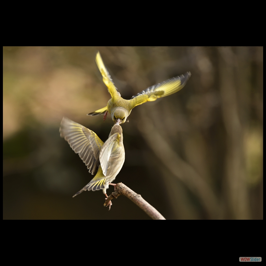 DSC_9581  aa