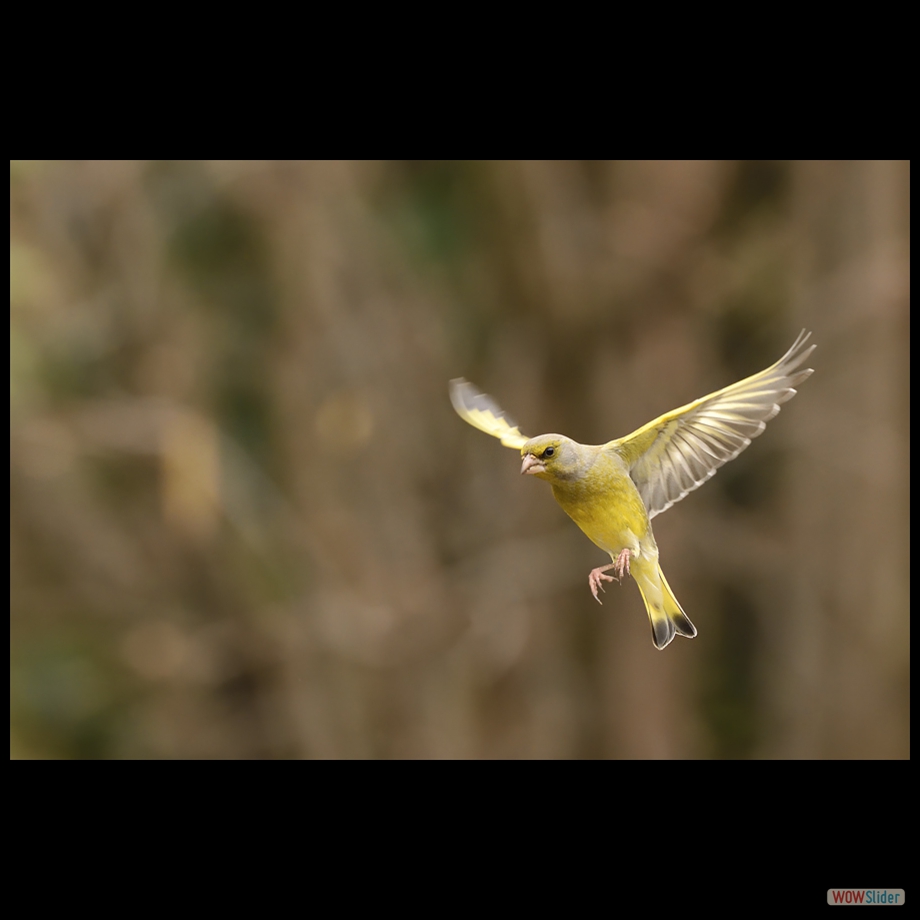 DSC_9919 a a