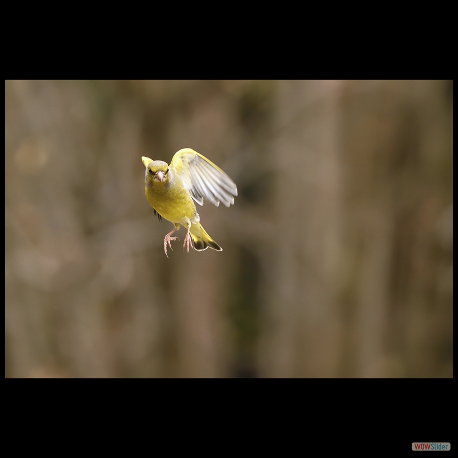 DSC_9920 a a