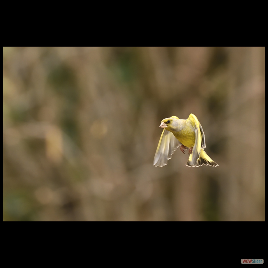DSC_9922 a a