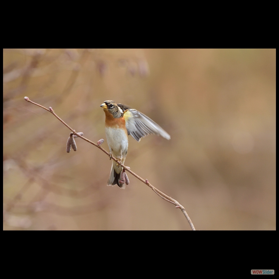 DSC_6501 a