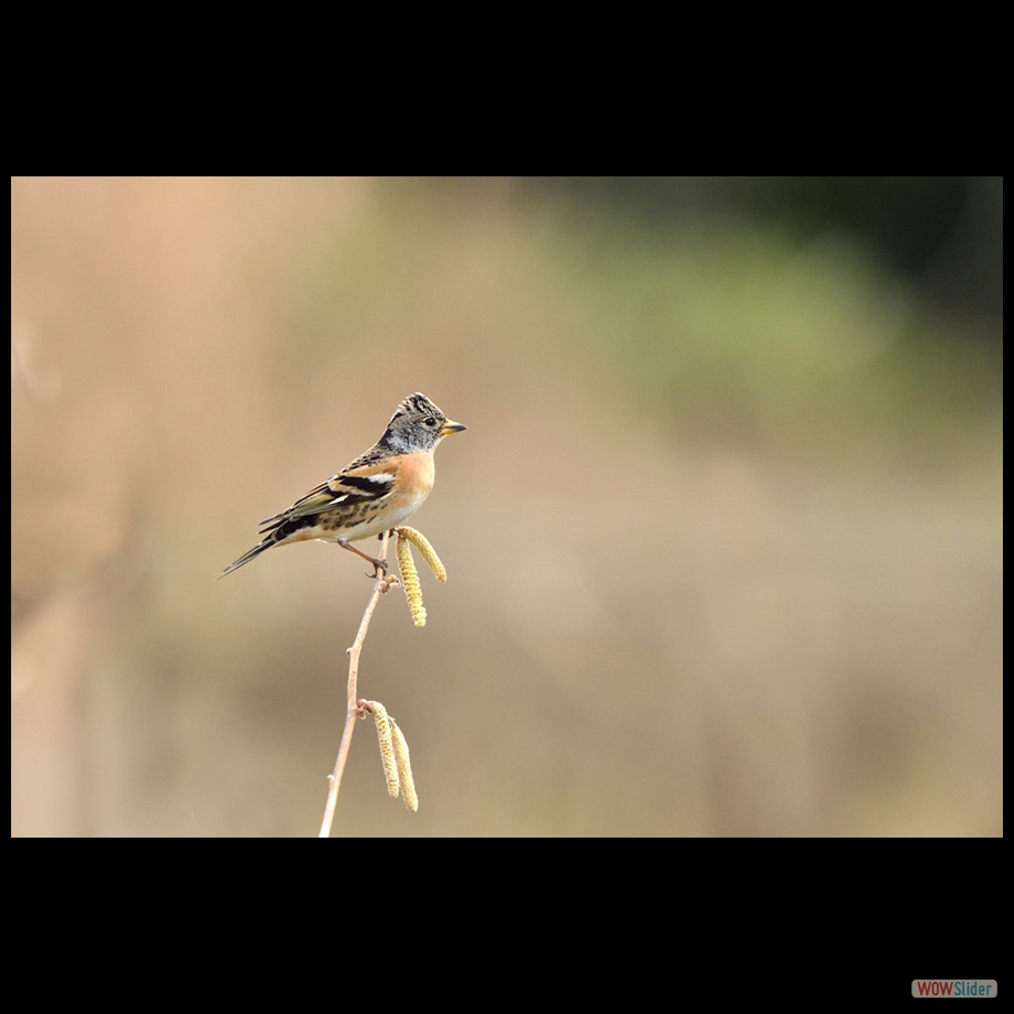 DSC_6852 a