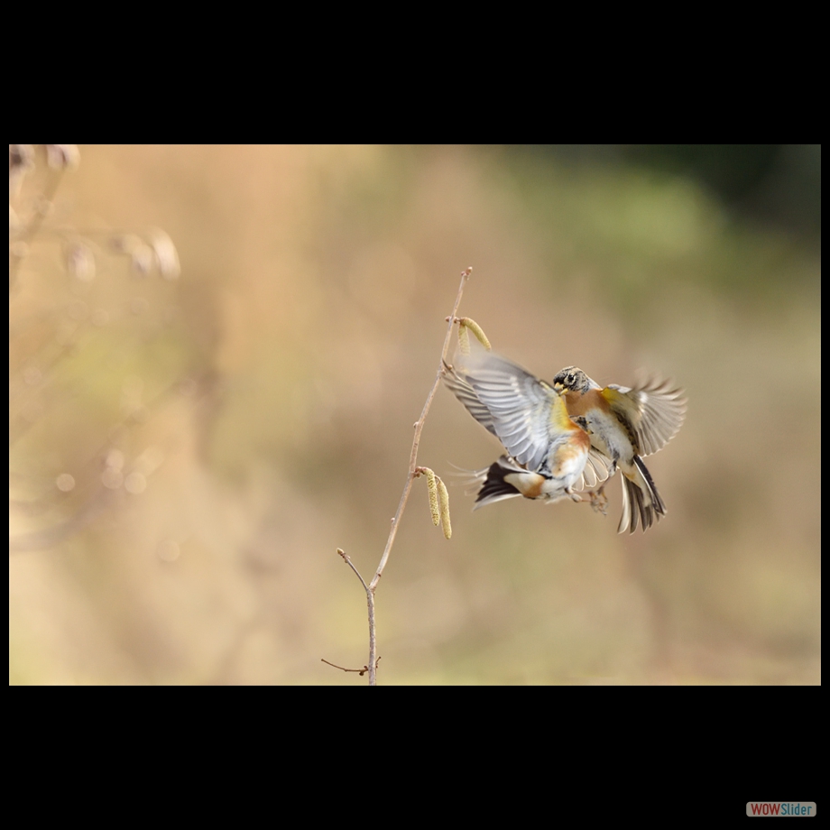 DSC_6903 a a